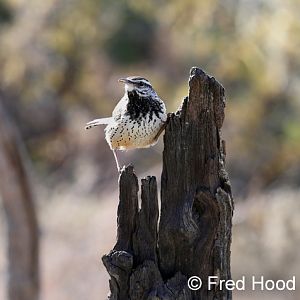 Cactus Wren (non captive)