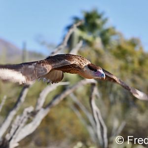 Raptor Free Flight Demo (juvenile caracara)