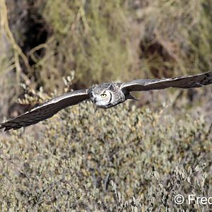 Raptor Free Flight Demo (great horned owl)