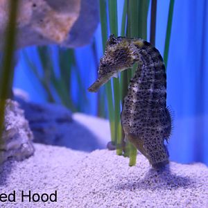 Pacific Seahorse