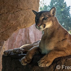 North American Puma (male)