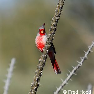 Pyrrhuloxia (non captive)