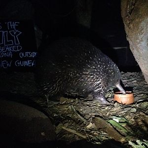 Eastern Long-beaked Echidna (Zaglossus bartoni)