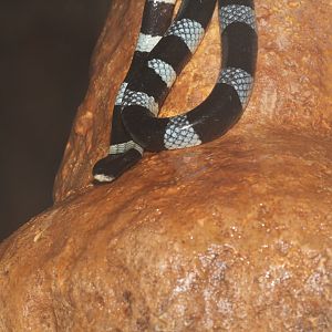 Small Seasnake In Cave
