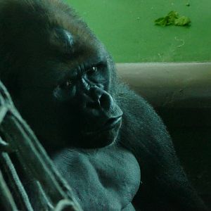 Gorilla, N'Dowe, December 2017