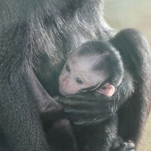 Sulawesi crested  macaque, December 2017