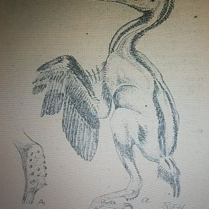 Nest-young Spot-billed toucanet