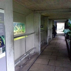 Freshwater Aquarium - Princess of Wales Conservatory
