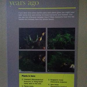 Freshwater Aquarium - Princess of Wales Conservatory