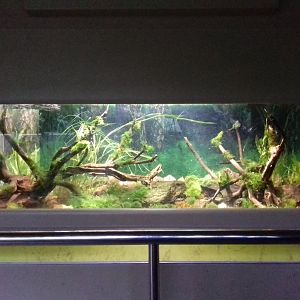 Freshwater Aquarium - Princess of Wales Conservatory