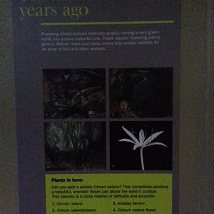 Freshwater Aquarium - Princess of Wales Conservatory