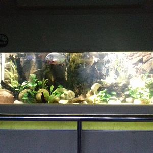 Freshwater Aquarium - Princess of Wales Conservatory