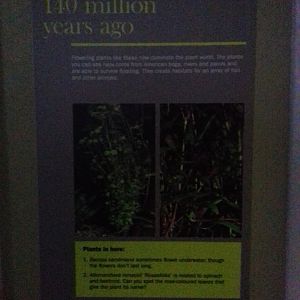 Freshwater Aquarium - Princess of Wales Conservatory