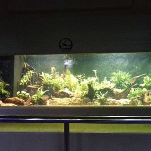 Freshwater Aquarium - Princess of Wales Conservatory