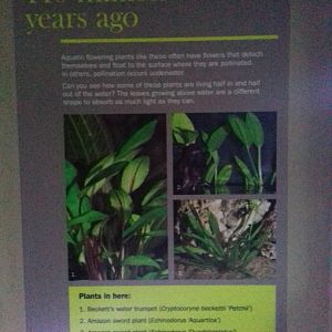 Freshwater Aquarium - Princess of Wales Conservatory