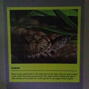 Freshwater Aquarium - Princess of Wales Conservatory