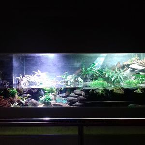 Freshwater Aquarium - Princess of Wales Conservatory