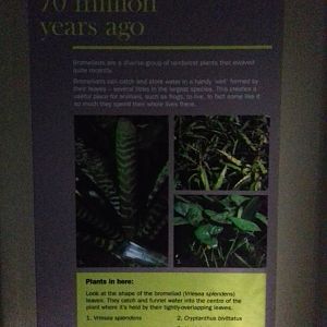 Freshwater Aquarium - Princess of Wales Conservatory