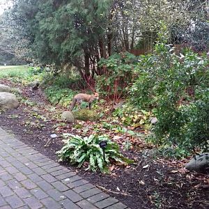 Red Fox - Royal Botanic Gardens, Kew
