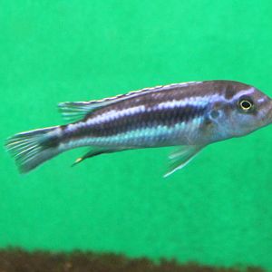 Melanochromis maingano