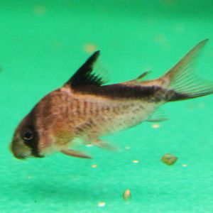 Corydoras melani