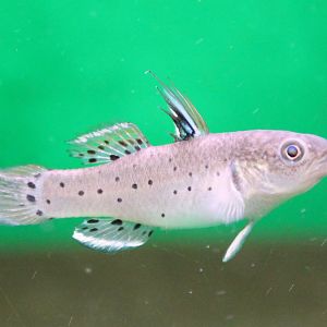 Stigmatogobius sadanundio - Knight goby