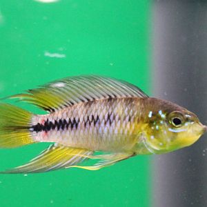 Apistogramma borelli