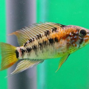 Apistogramma viejita