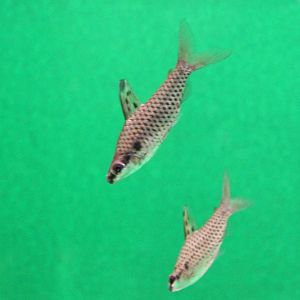 Spotted headstanders - Chilodus punctatus