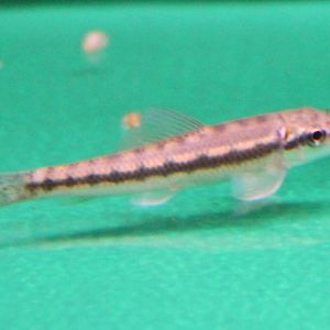 Gyrinocheilus aymonieri