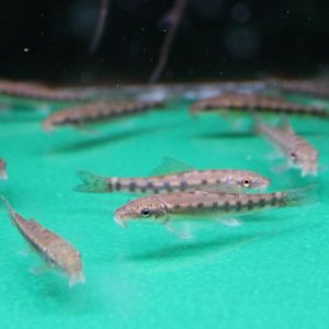 Gyrinocheilus aymonieri