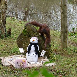 Orangutan Birthday, 22 December 2017