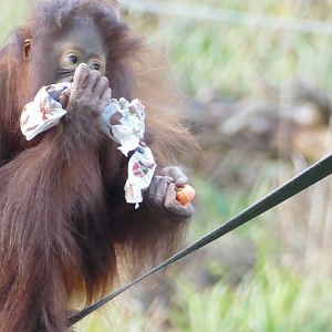 Orangutan Birthday, 22 December 2017