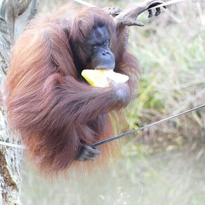 Bornean orangutan, Chinta. 22 December 2017
