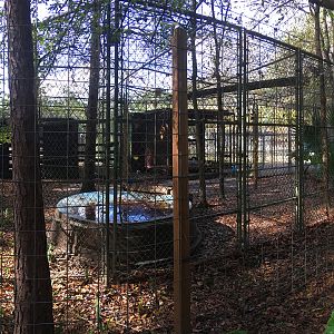 Peacock Enclosure