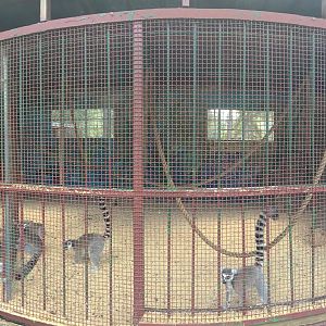 Ring Tailed Lemur Enclosure