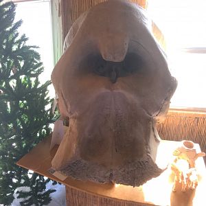 African Elephant Skull Cast