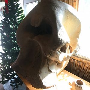 African Elephant Skull Cast
