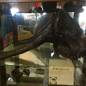 Stegodon Skull Cast
