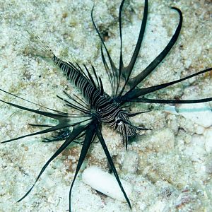 Lionfish 2
