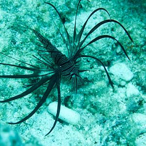 Lionfish 1