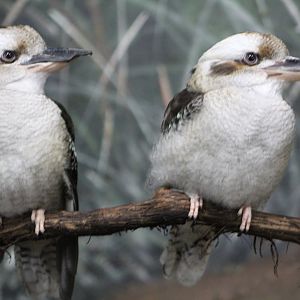 Kookaburra Sits in the Old Gum Tree
