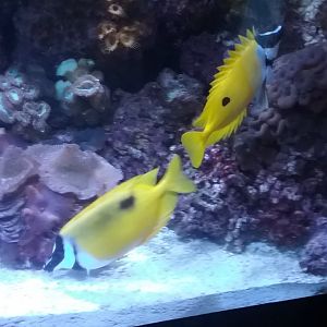 Foxface Rabbitfish