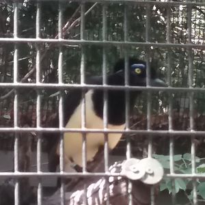 Plush-crested Jay