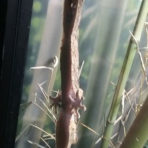 Giant Leaf-tailed Gecko