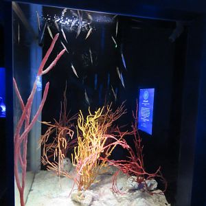 Razorfish Tank