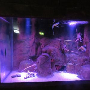 Lobster and Crayfish Tank