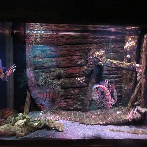 Lionfish Tank