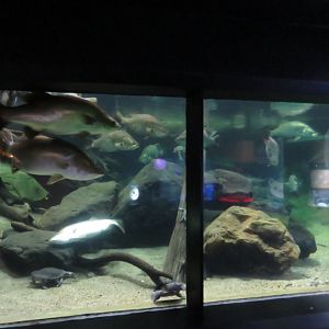 Freshwater Display