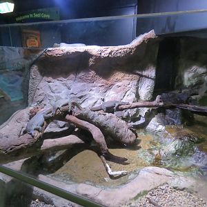 Mertens Water Monitor Exhibit